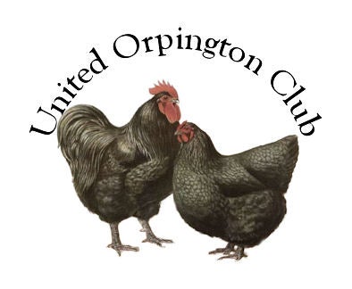United Orpington Club Forum